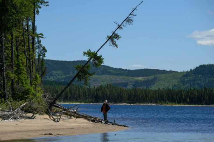 These 'drunken trees' have tilted due to melting permafrost, and eventually will tumble due to soil erosion