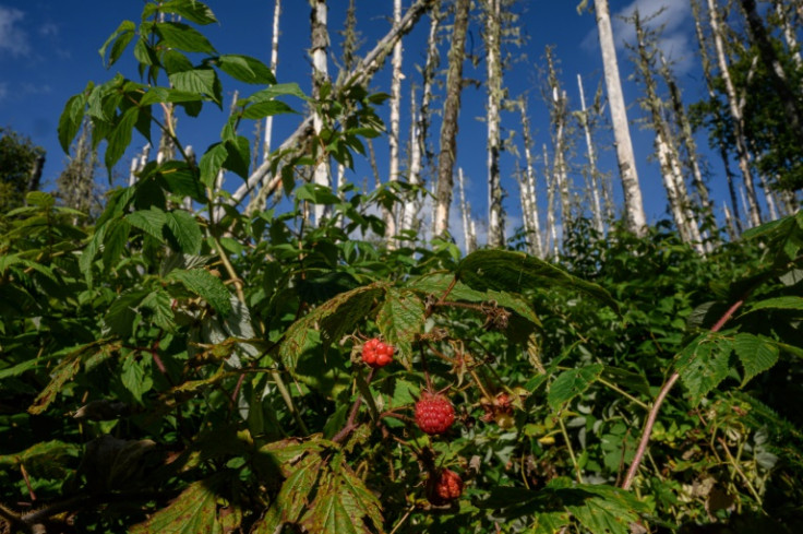 Raspberry bushes are seen before defoliated trees in an area of Canadian forest undergoing regeneration following a hemlock looper infestation