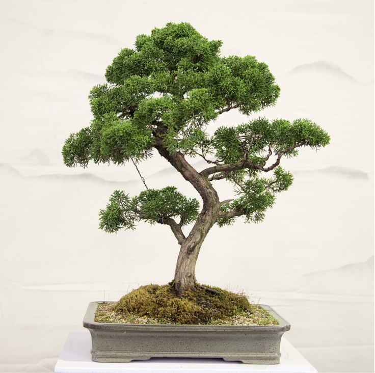 Bonsai Tree Starter Kit