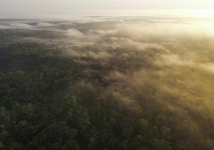 An aerial view shows trees and fog at the Amazon rainforest in Manaus
