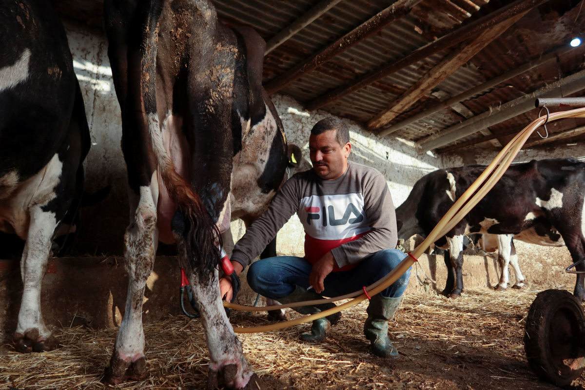 Tunisias Milk Shortage Leaves Farmers Poor And The Public Angry 