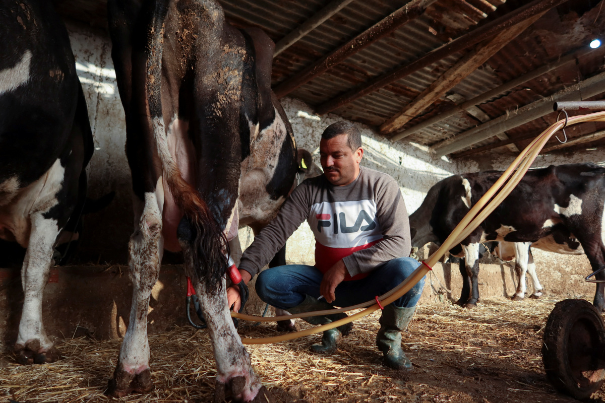 tunisia-s-milk-shortage-leaves-farmers-poor-and-the-public-angry