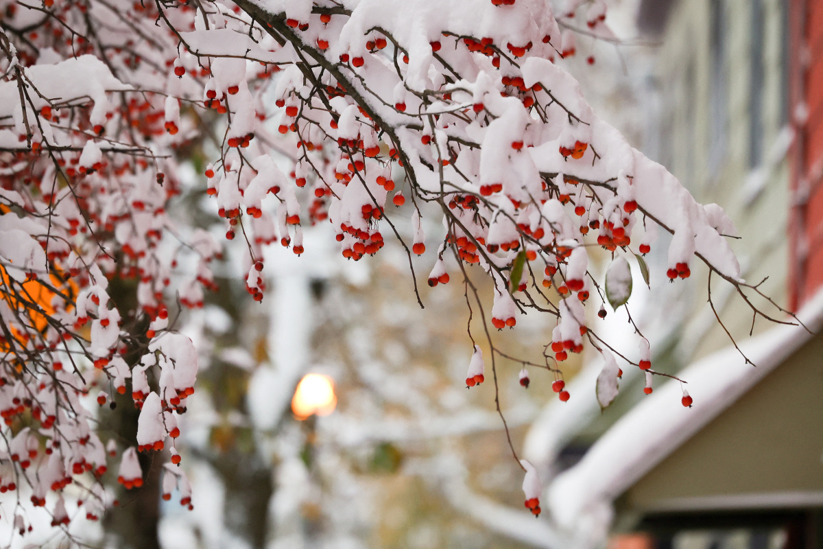 Western New York Eyes Weekend Deluge Of Lake effect Snow Western New York Eyes Weekend Deluge Of Lake effect Snow