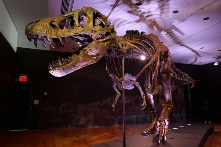 The T-rex skeleton 'Stan' is seen on display in New York City in 2020