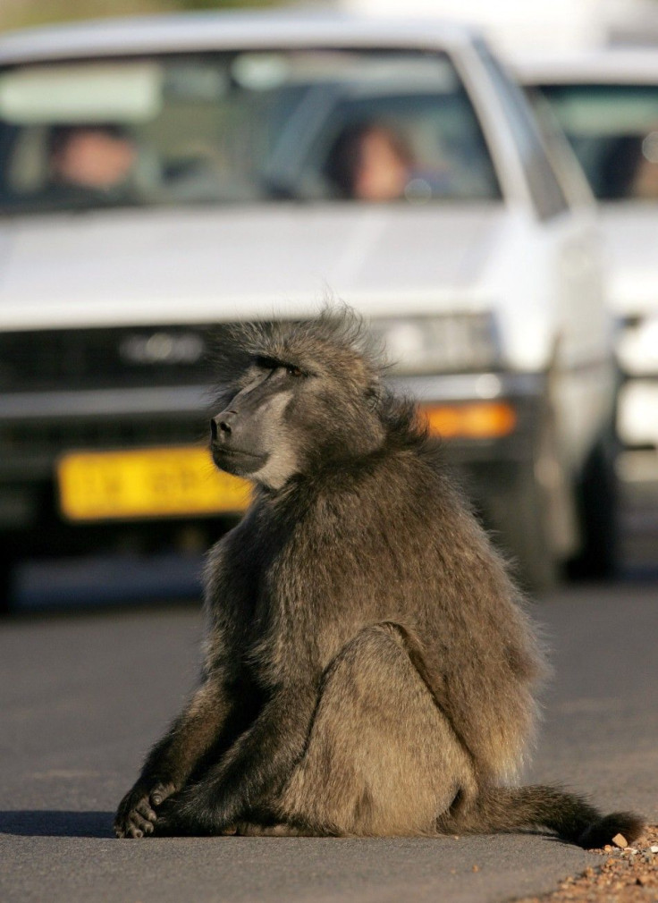 BABOON