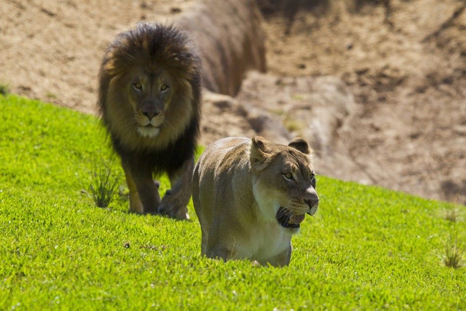 Seven-year-old lions Izu and Mina explore the renovated Lion Camp exhibit at the San Diego Zoo Safari Park