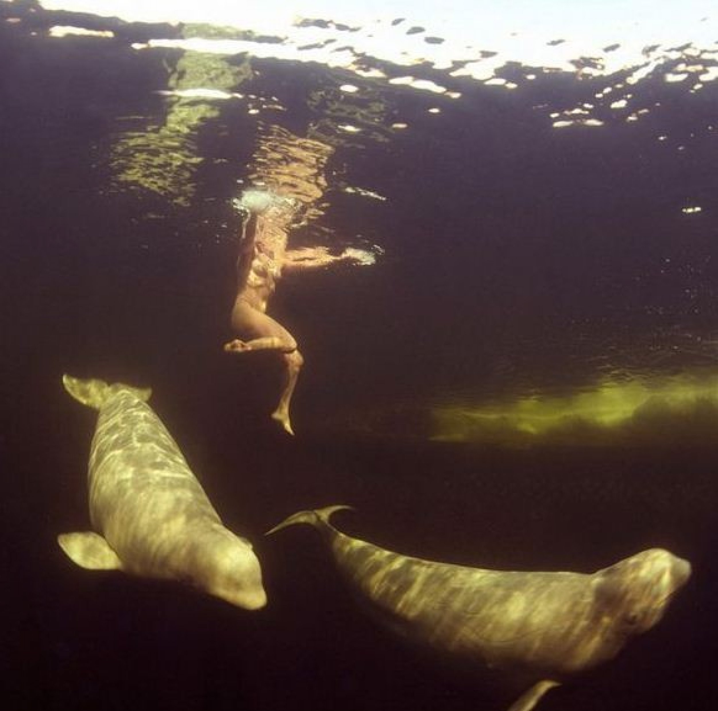 Breathtaking photos of womans nude swim with Beluga whales Warning Graphic images