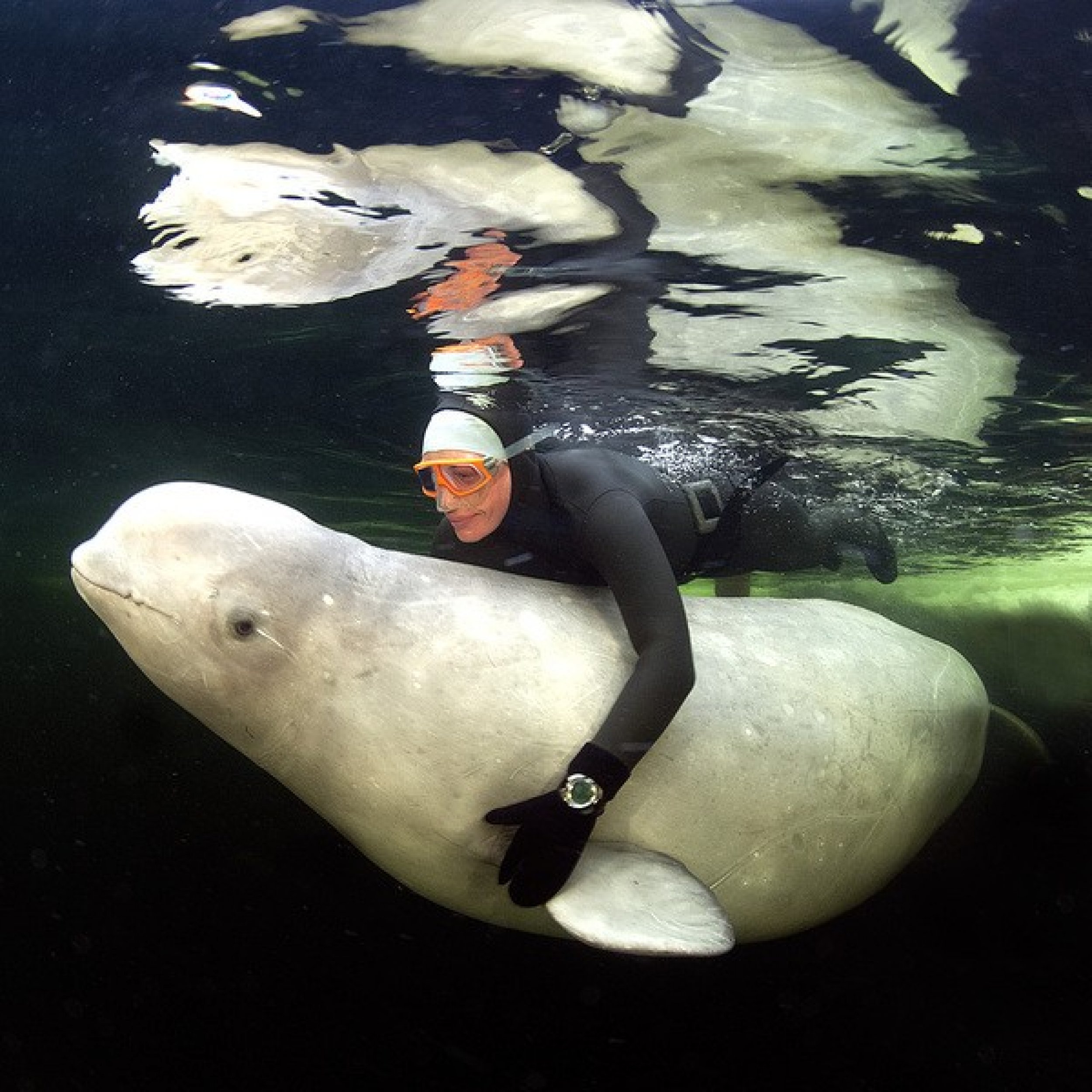 Breathtaking photos of womans nude swim with Beluga whales Warning Graphic images
