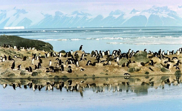 A colony of Adelie penguins settled on a rocky spur above ice melt pools gather in front of the Ross Sea ice shelf in Antarctica