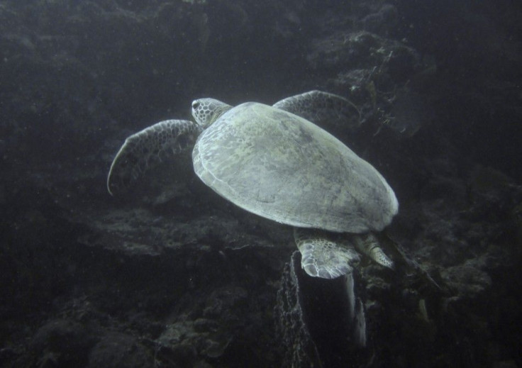 Sea turtle choked with 317 plastic pieces found dead on Australian beach