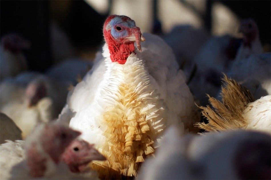 The national animal of U.S. could have been turkey