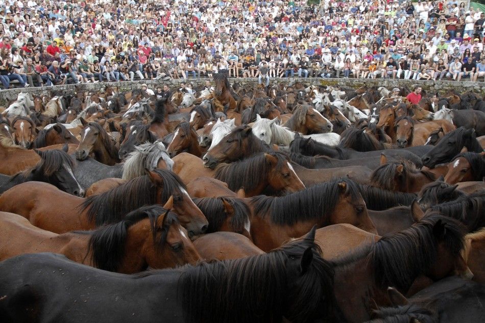 Wild horses are seen gathered during the quotRapa Das Bestasquot event in the village of Sabucedo