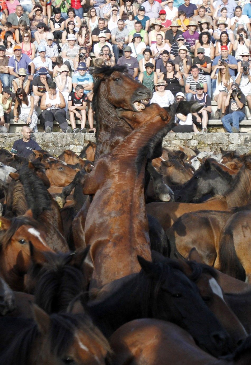 Two horses fight during the quotRapa Das Bestasquot traditional event in the Spanish northwestern village of Sabucedo