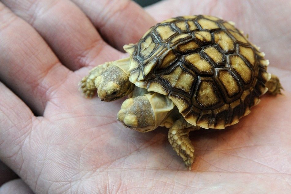 An African spurred tortoise with two heads and five legs is displayed in Zilina