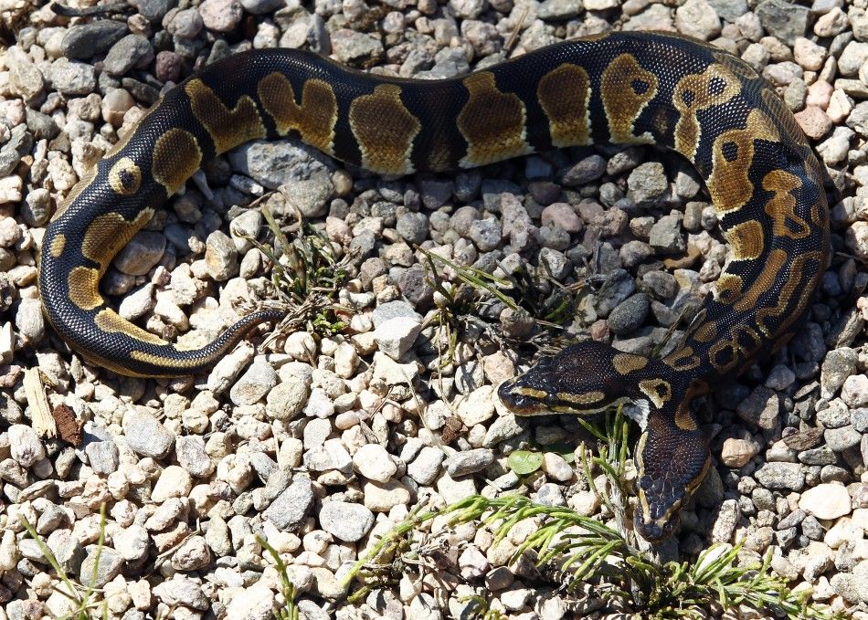 Two-headed Royal Python is pictured on ground at reptile and amphibian shop in Weigheim