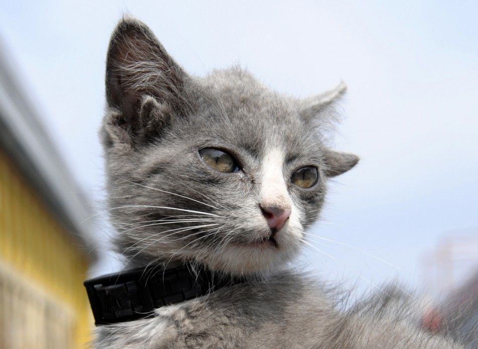 Luntik, a three-month-old kitten with four ears, looks on in Russias far eastern city of Vladivostok