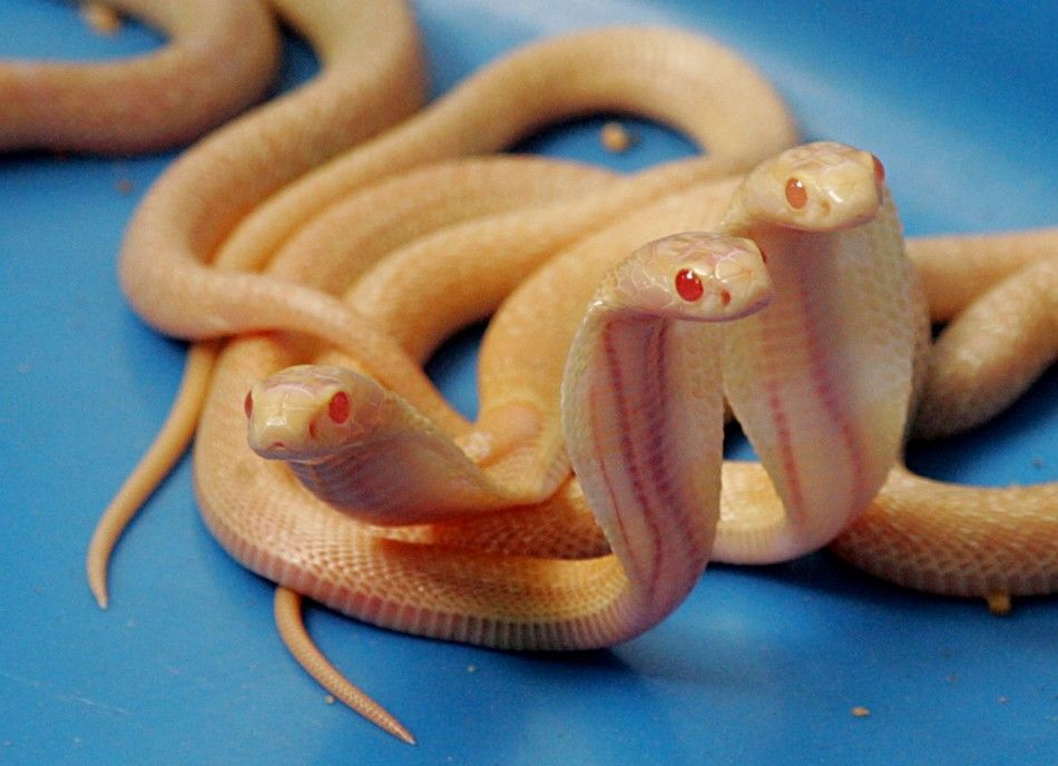 Two-week-old Sri Lankan Albino cobras move at the National Zoological Gardens in Colombo