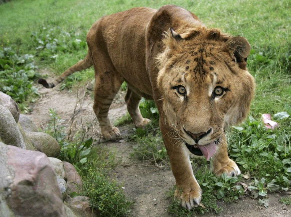 Male liger hybrid Bahier is pictured in his enclosure at a private zoo in Groemitz