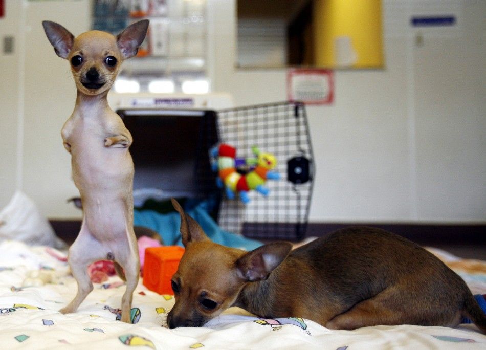Venus the Chihuahua stands on her hind legs in Port Washington