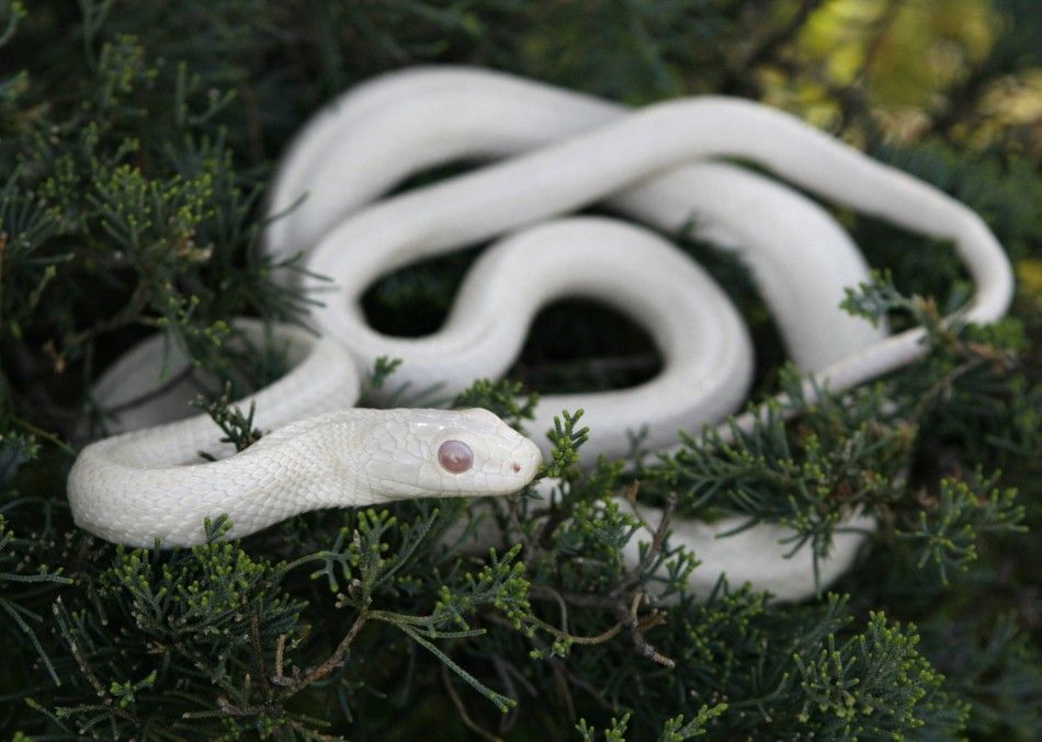 A white albino Japanese Rat Snake is seen at a snake viewing facility in Iwakuni