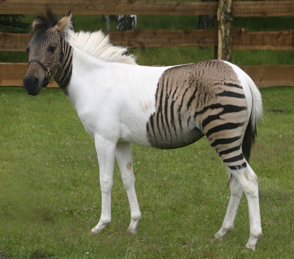 Horse and zebra hybrid foal Eclyse is pictured in the Safaripark in Holte-Stukenbrock