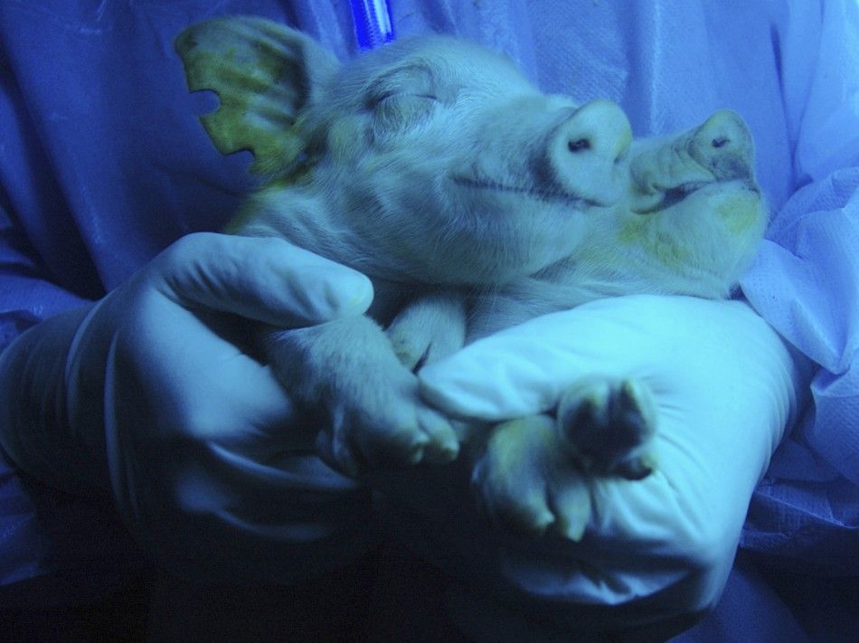 Two piglets, which were given birth by a transgenic pig, are irradiated under ultraviolet radiation showing their green fluorescence protein feature at a hogpen in Harbin