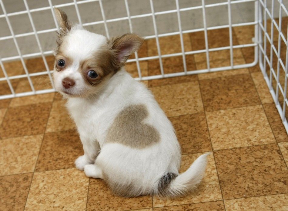 A male long-coated chihuahua named quotHeart-kunquot with a heart-shaped pattern on his coat sits at Pucchin Dogs shopin Odate, Japan