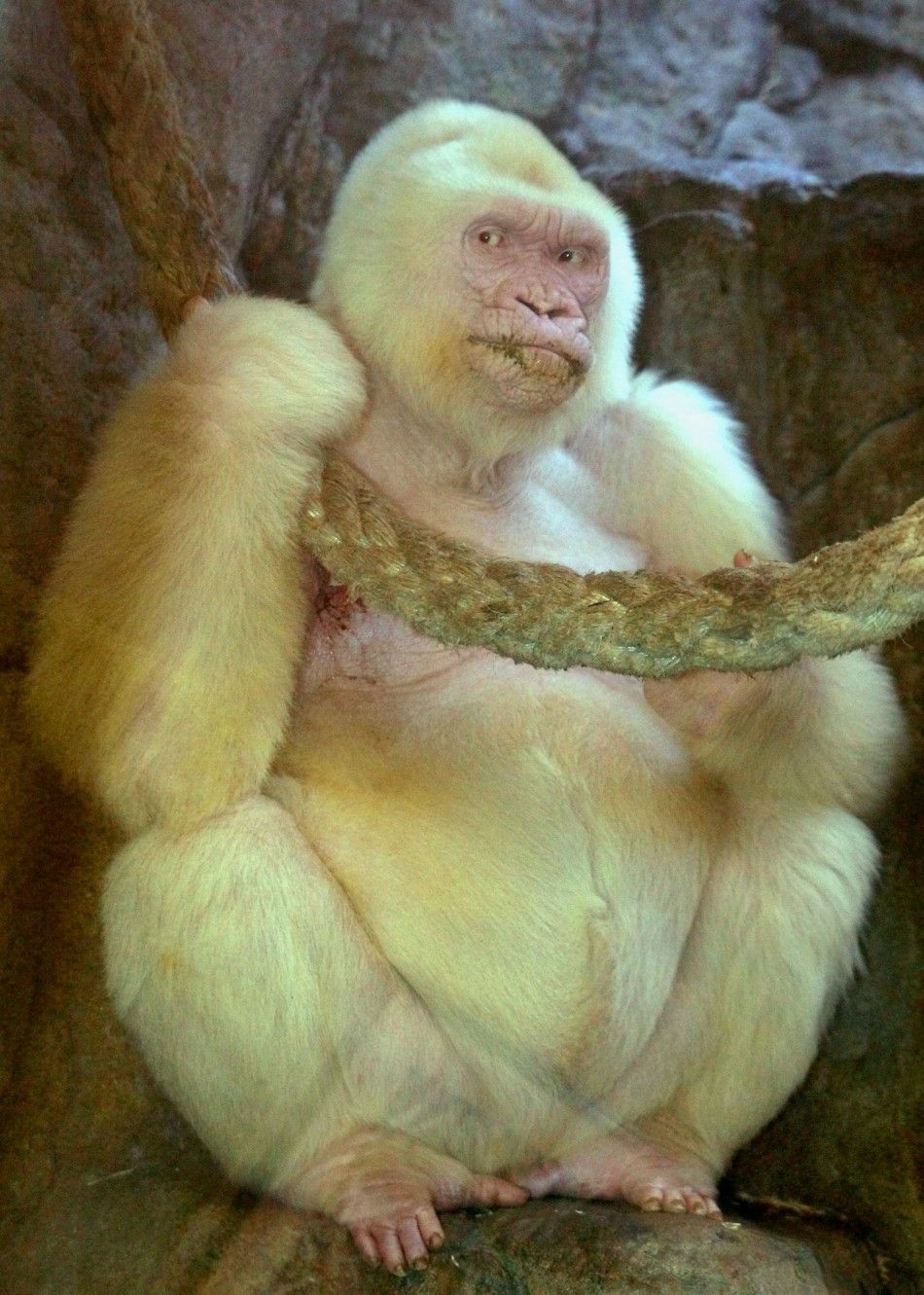 File picture of Albino gorilla, Snowflake