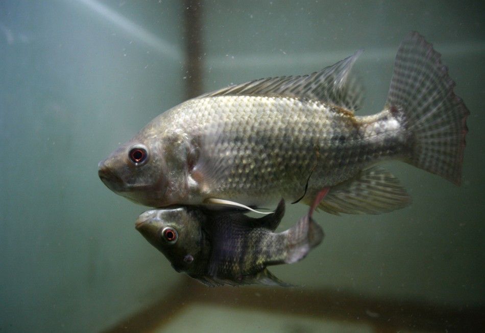 Two conjoined Nile Tilapia fish, dubbed quotSiamese Twinquot, swim in a small aquarium in Bangkok