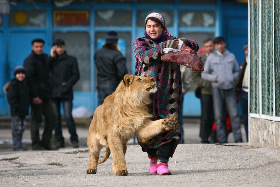 Zukhro, an employee of the city zoo, walks with Vadik, a 18-month-old male lion, on the territory of the zoo in the capital Dushanbe