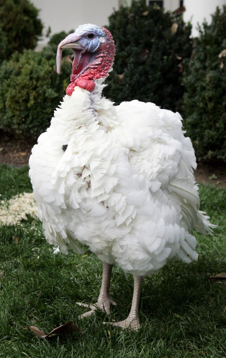 Pardoned turkey