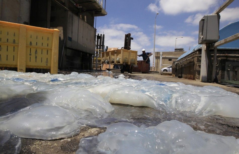 Jellyfish blocking water supply at Orot Rabin nuclear power plant in Israel