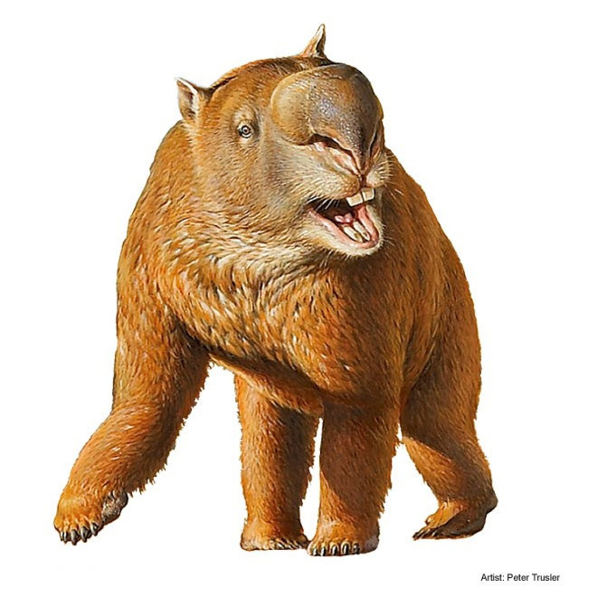 The Giant Wombat