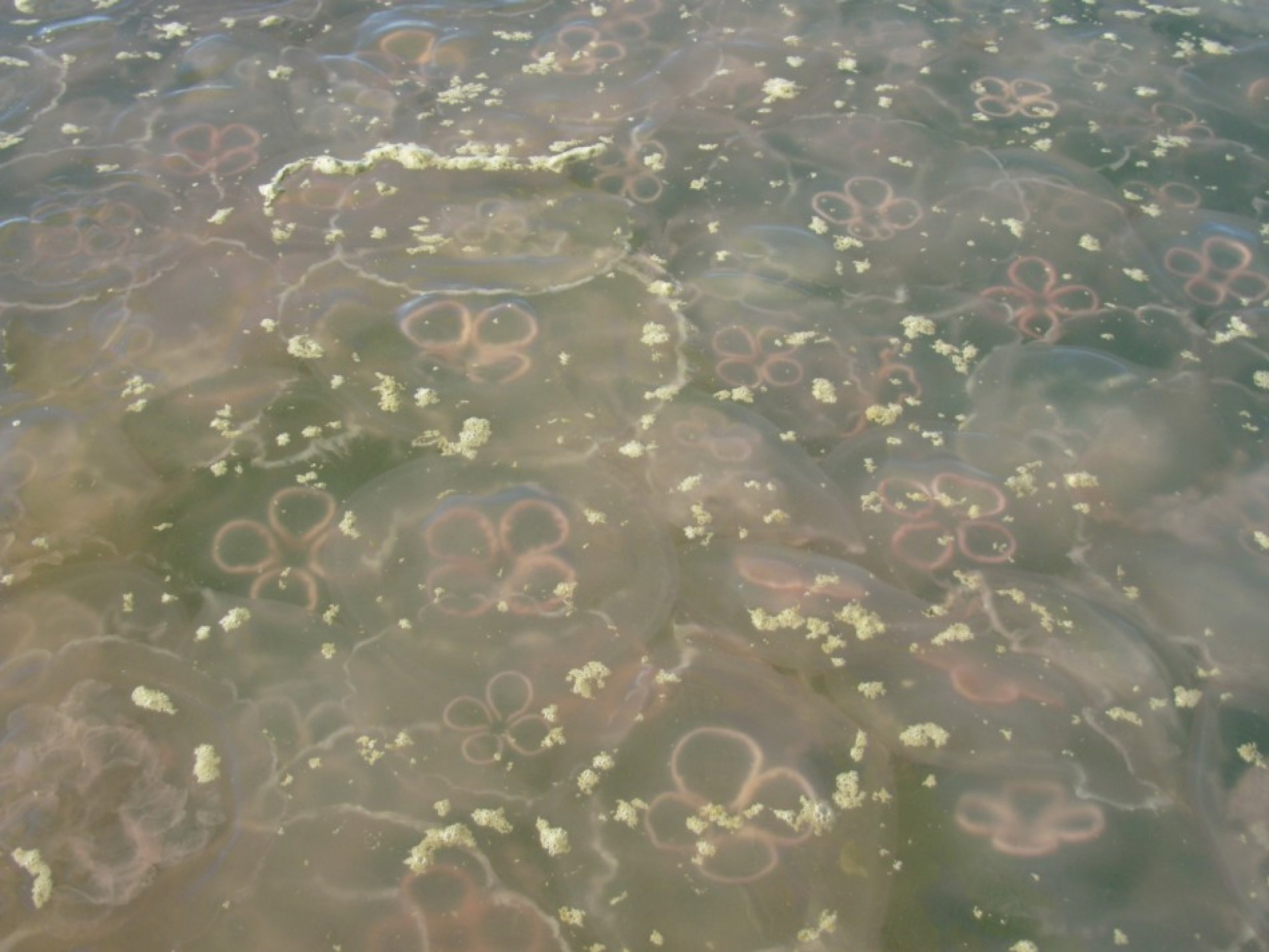 Millions of jellyfish invade nuclear reactors in Japan and Israel.