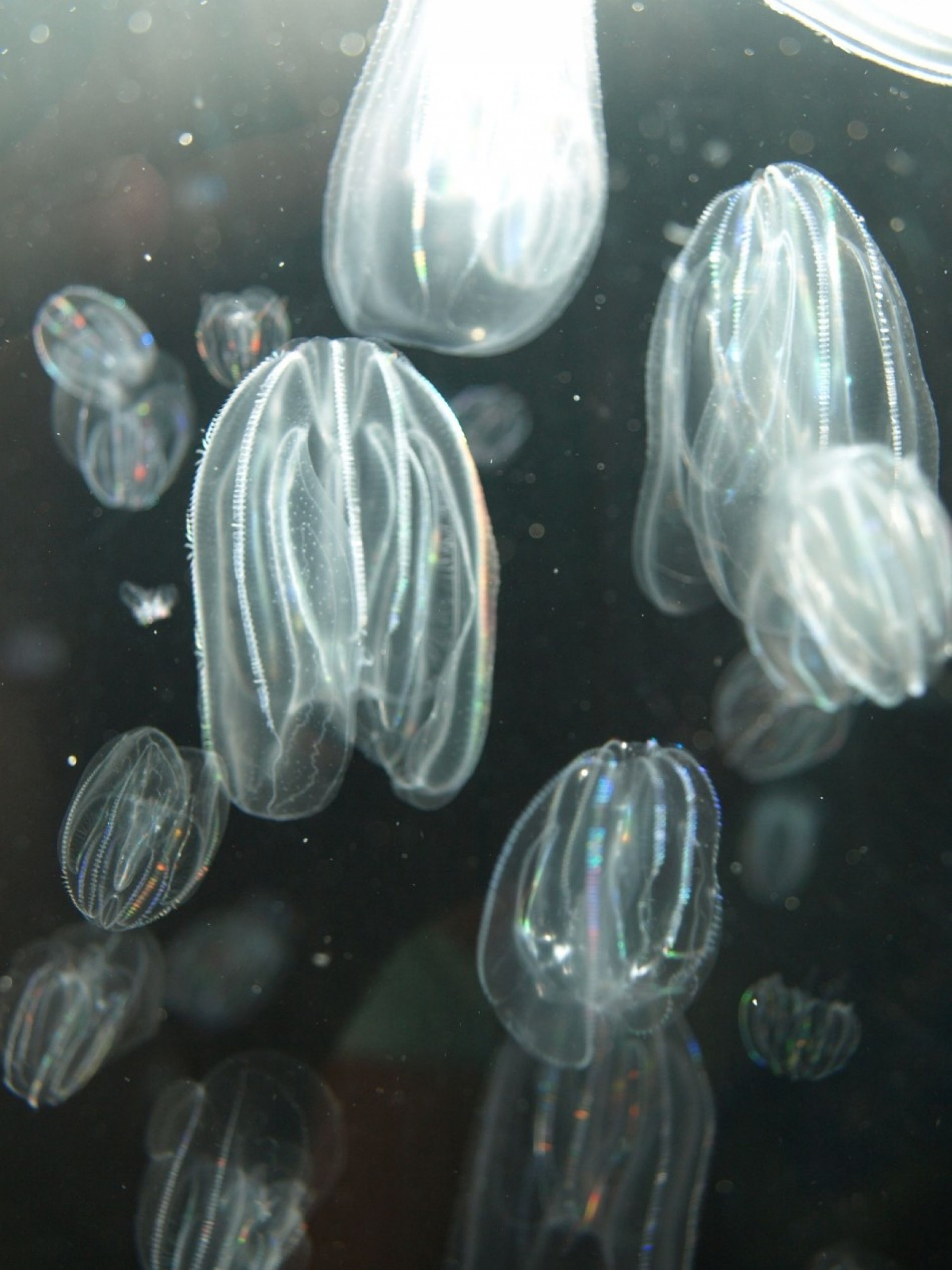 Millions of jellyfish invade nuclear reactors in Japan and Israel.