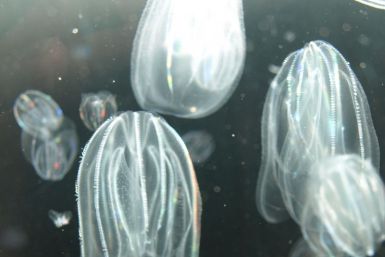 Jellyfish Invade Four Nuclear Reactors in Japan, Israel, Scotland
