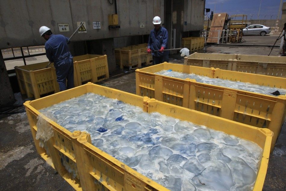 Jellyfish Invade Four Nuclear Reactors in Japan, Israel, Scotland