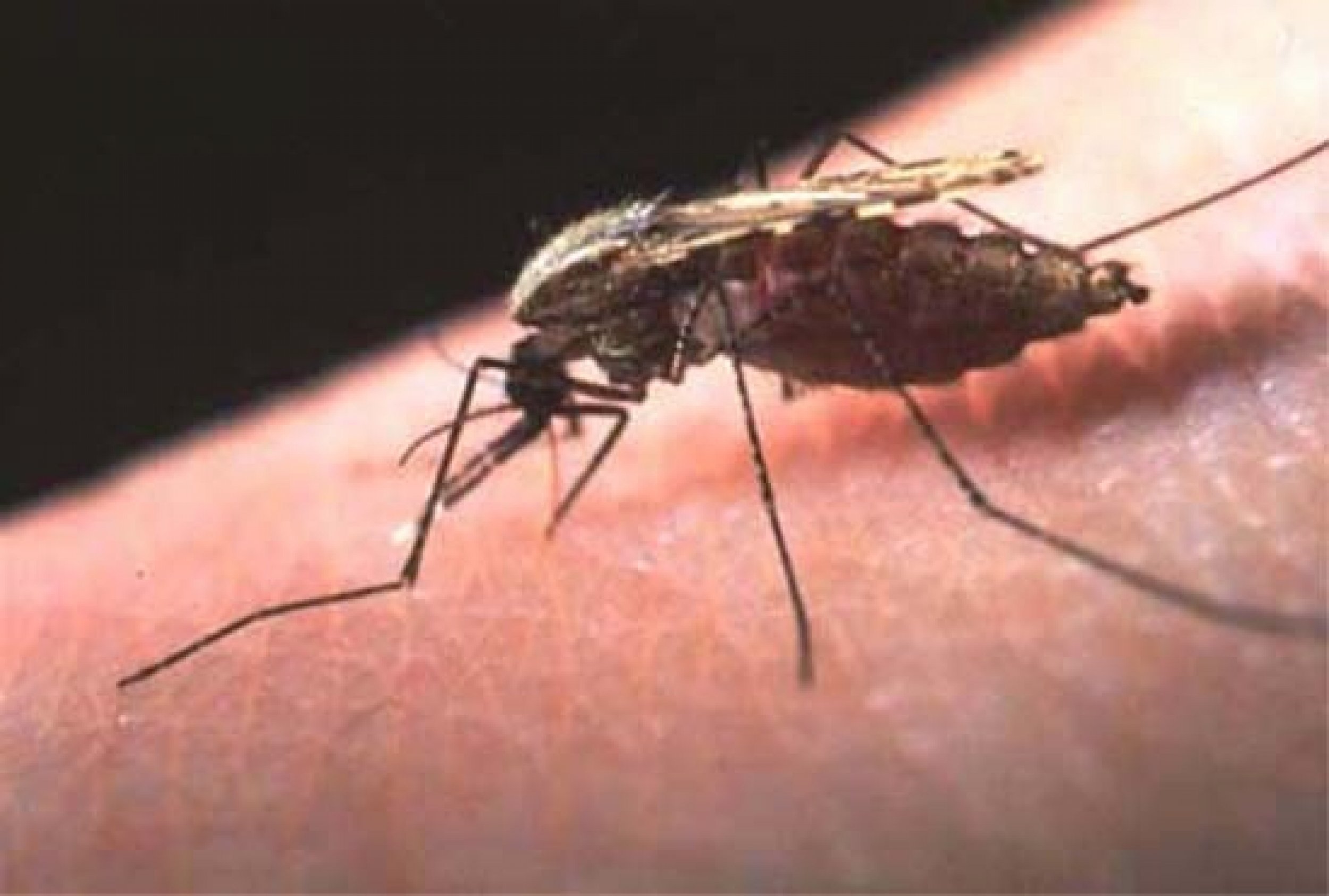 Malaria Parasite Taken Out By Genetically Engineered Bacteria