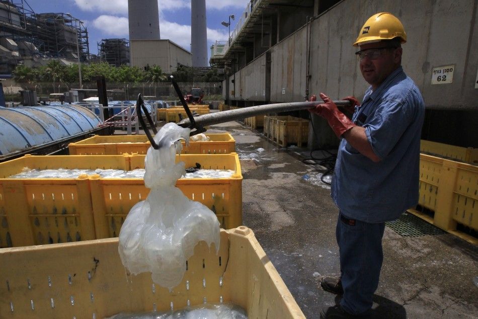 A worker from the Israel Electric Corp. drops a jellyfish into a container at Orot Rabin coal-fired power station on the Mediterranean coast near the central town of Hadera July 5, 2011.