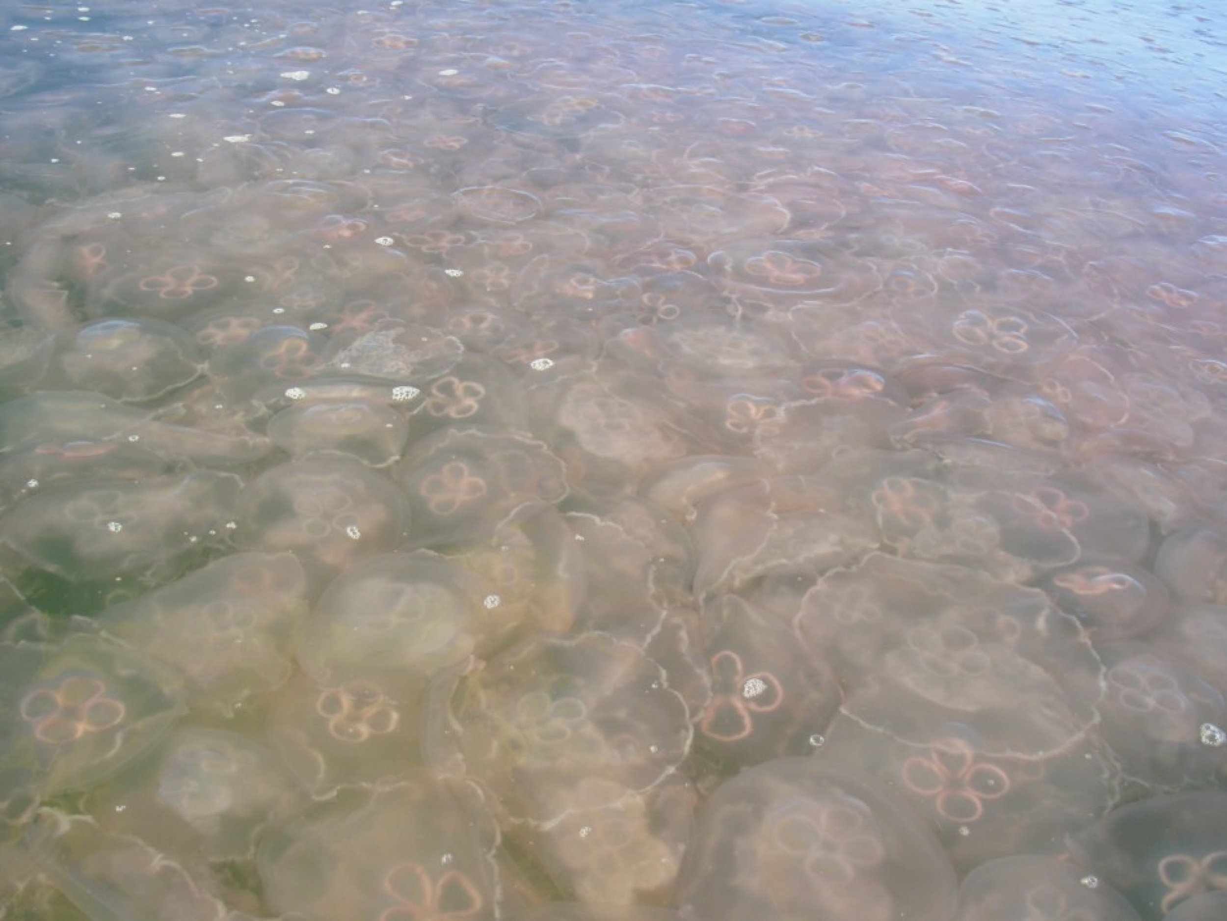 Four nuclear reactors in Japan, Israel and Scotland were forced to shutdown due to infiltration of enormous swarms of jellyfish, which clogged the seawater cooling system of the plants.