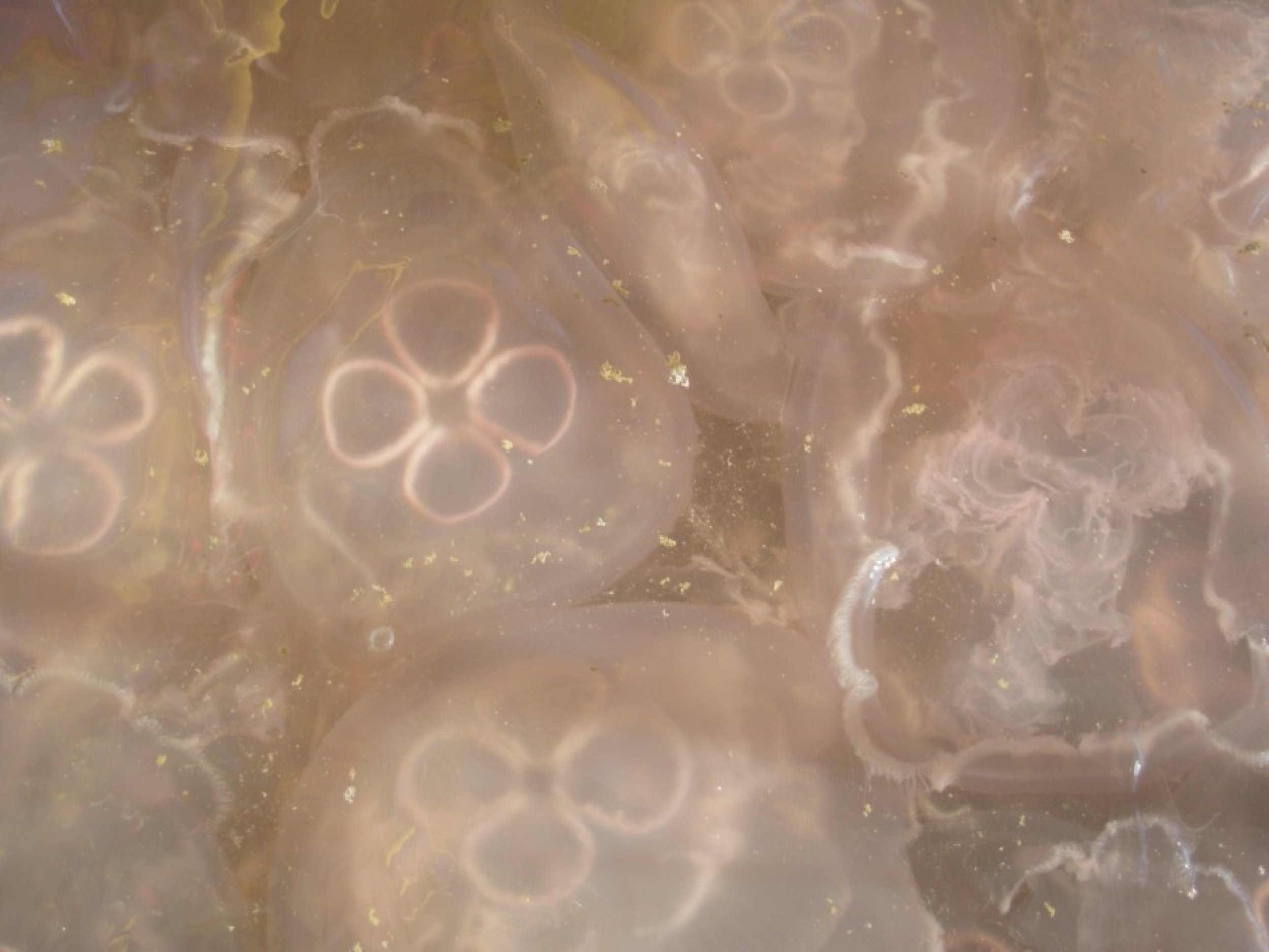 Four nuclear reactors in Japan, Israel and Scotland were forced to shutdown due to infiltration of enormous swarms of jellyfish, which clogged the seawater cooling system of the plants.