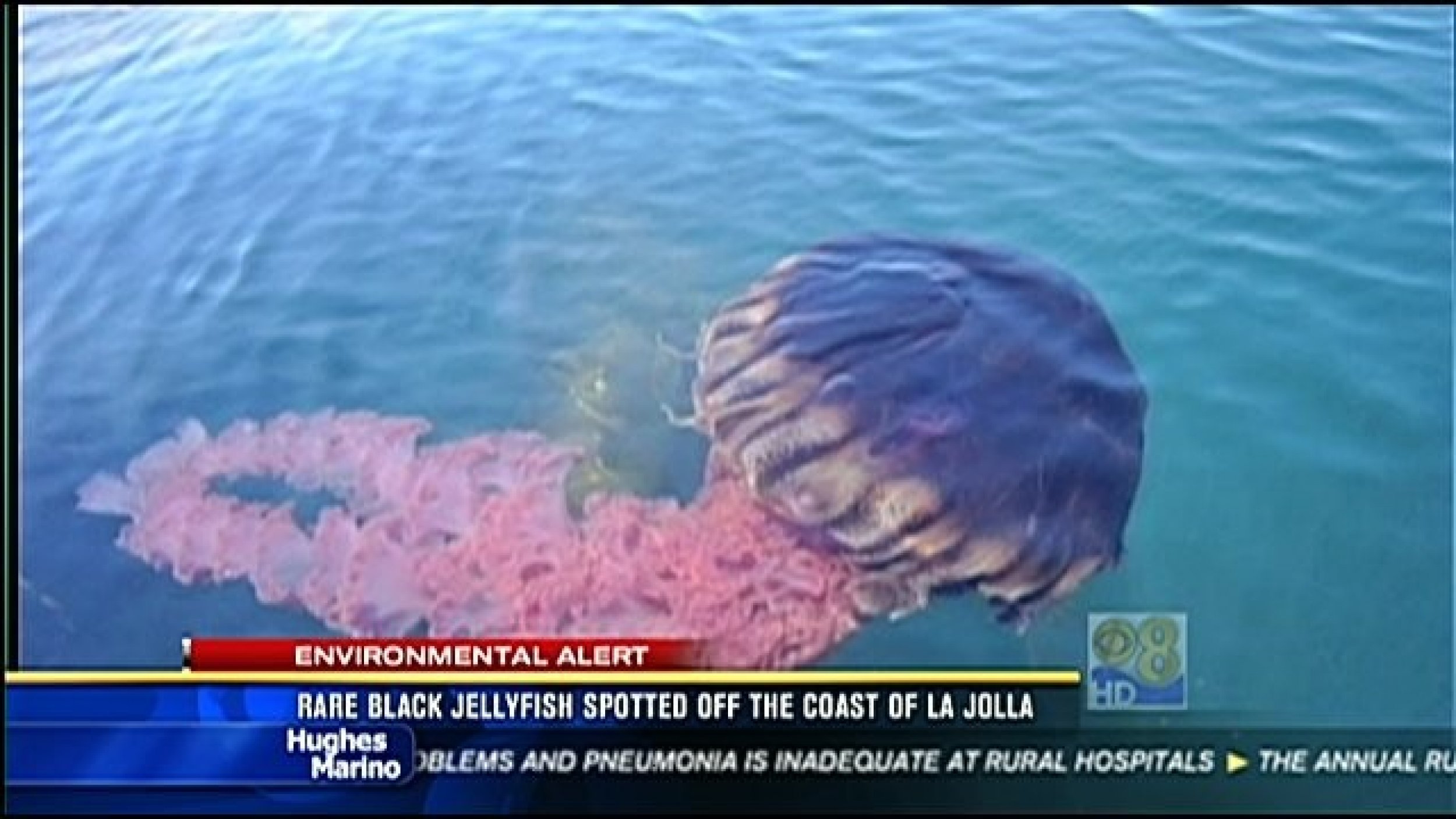 A rare black jellyfish was found off the coast of La Jolla in San Diego by a kayaker