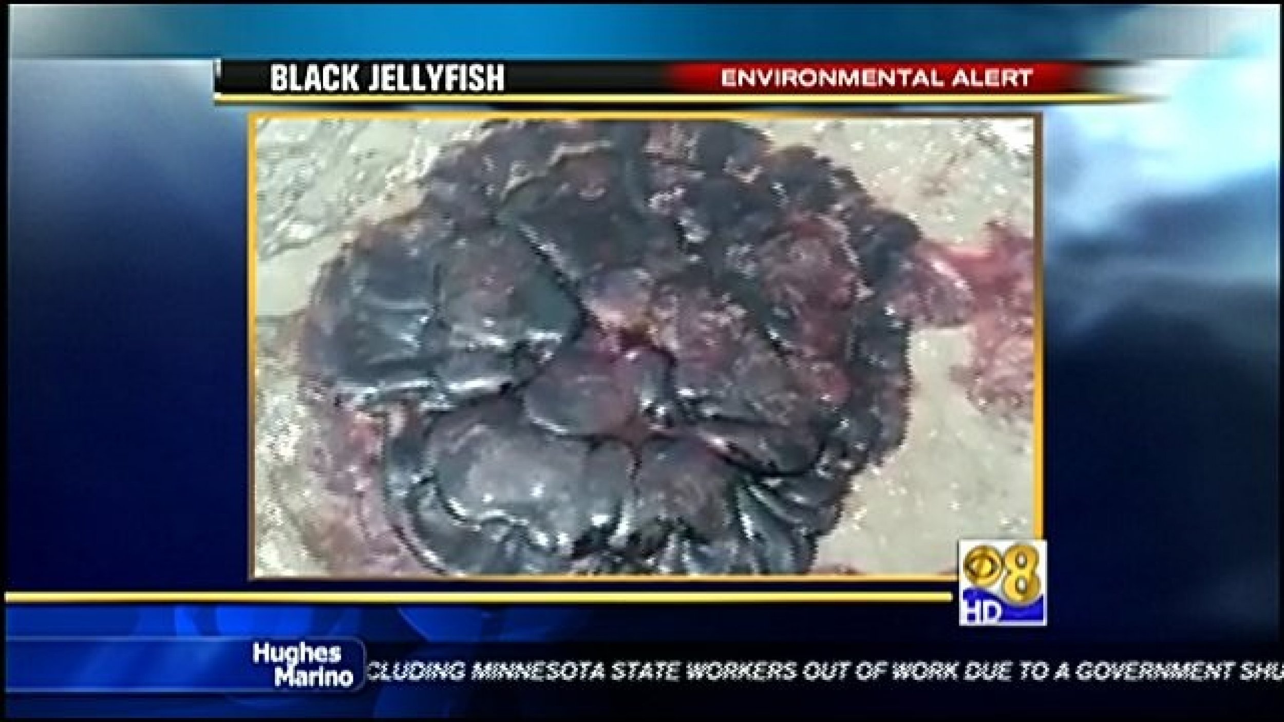 A rare black jellyfish was found off the coast of La Jolla in San Diego by a kayaker