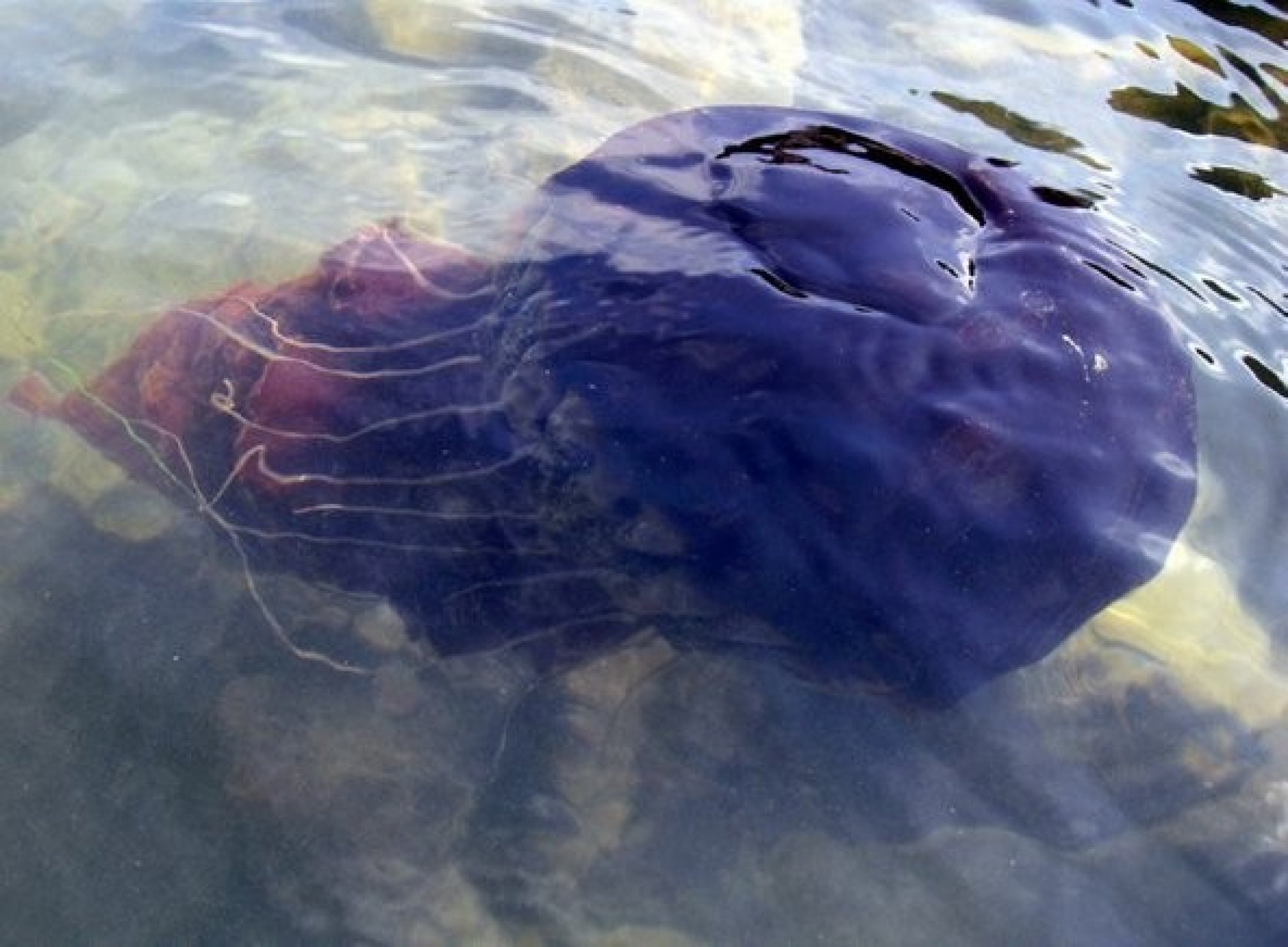 In July last year, floating black jellyfish were spotted in San Diego Bay