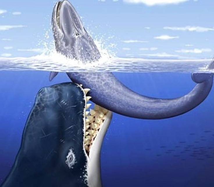 An artistic rendition of monster whale Leviathan Melvillei attacking a smaller baleen whale