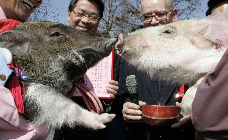 Two pigs kiss during wedding ceremony in Taiwans Yilan County