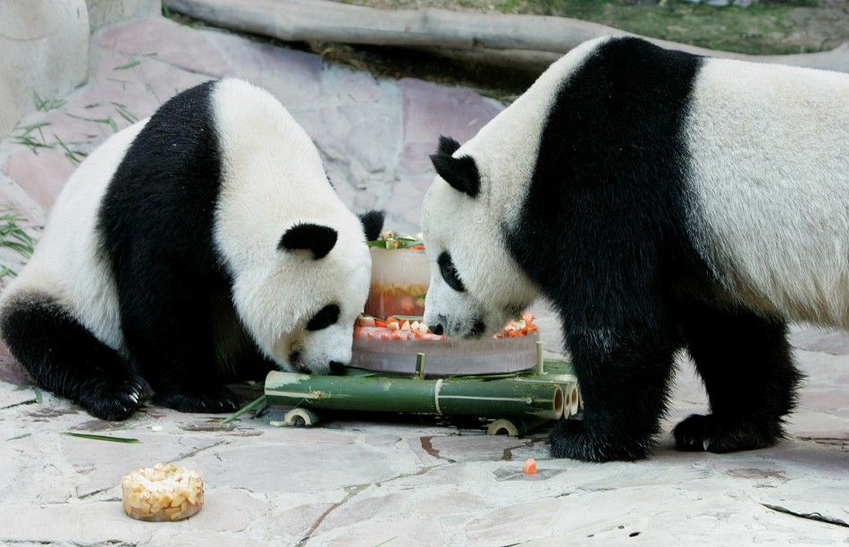 Giant pandas Lin Hui and Chuang Chuang play with an ice cake at Chiang Mai zoo