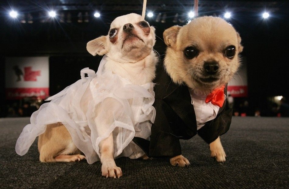 A pair of chihuahua wears a wedding costume during a fashion show at the Woefstock dog festival in Antwerp 