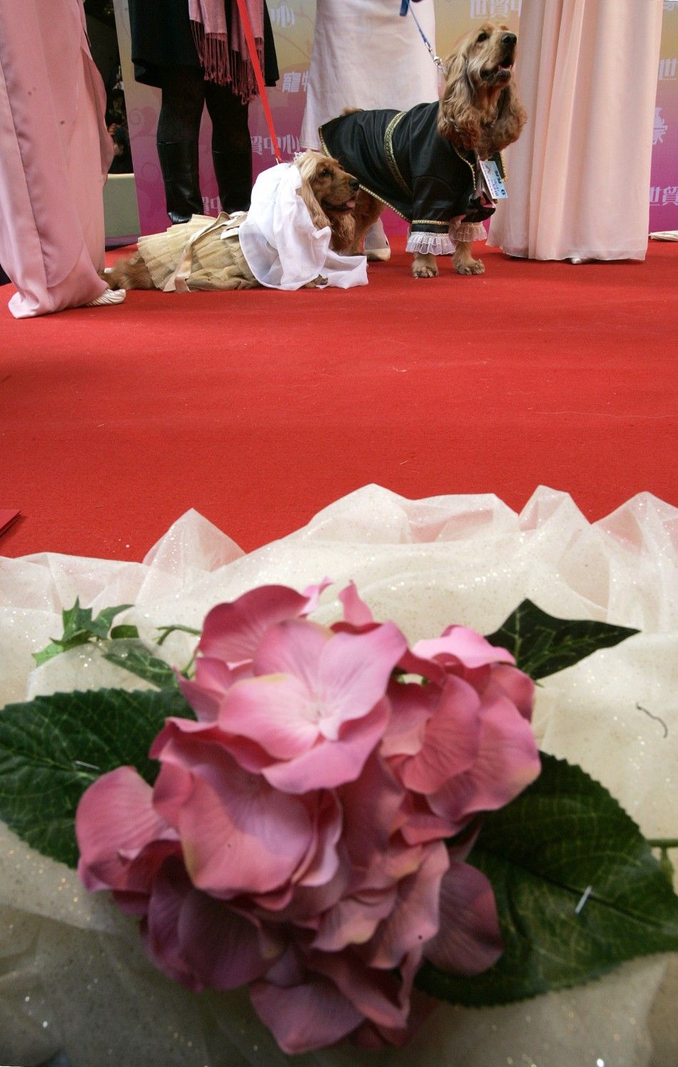 Dogs dressed as a bride and groom take part in a wedding ceremony for pets during Valentines Day celebrations at a shopping mall in Hong Kong