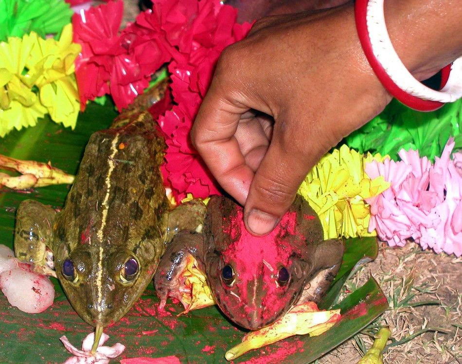 Indian woman puts vermilion on female toad during traditional Hindu wedding ceremony between two ...